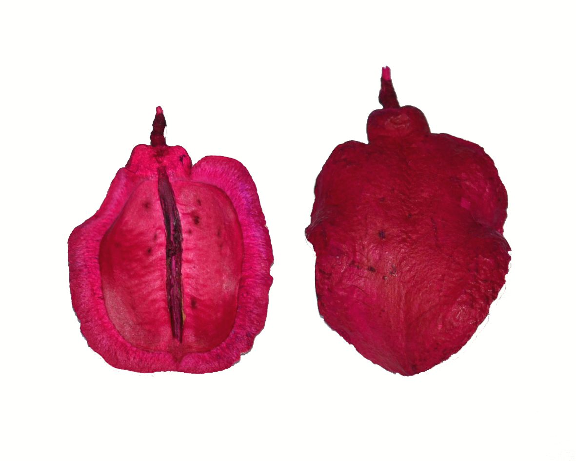 Boca de sapo (casca jacarandá) - Rosa pink (5 peças)